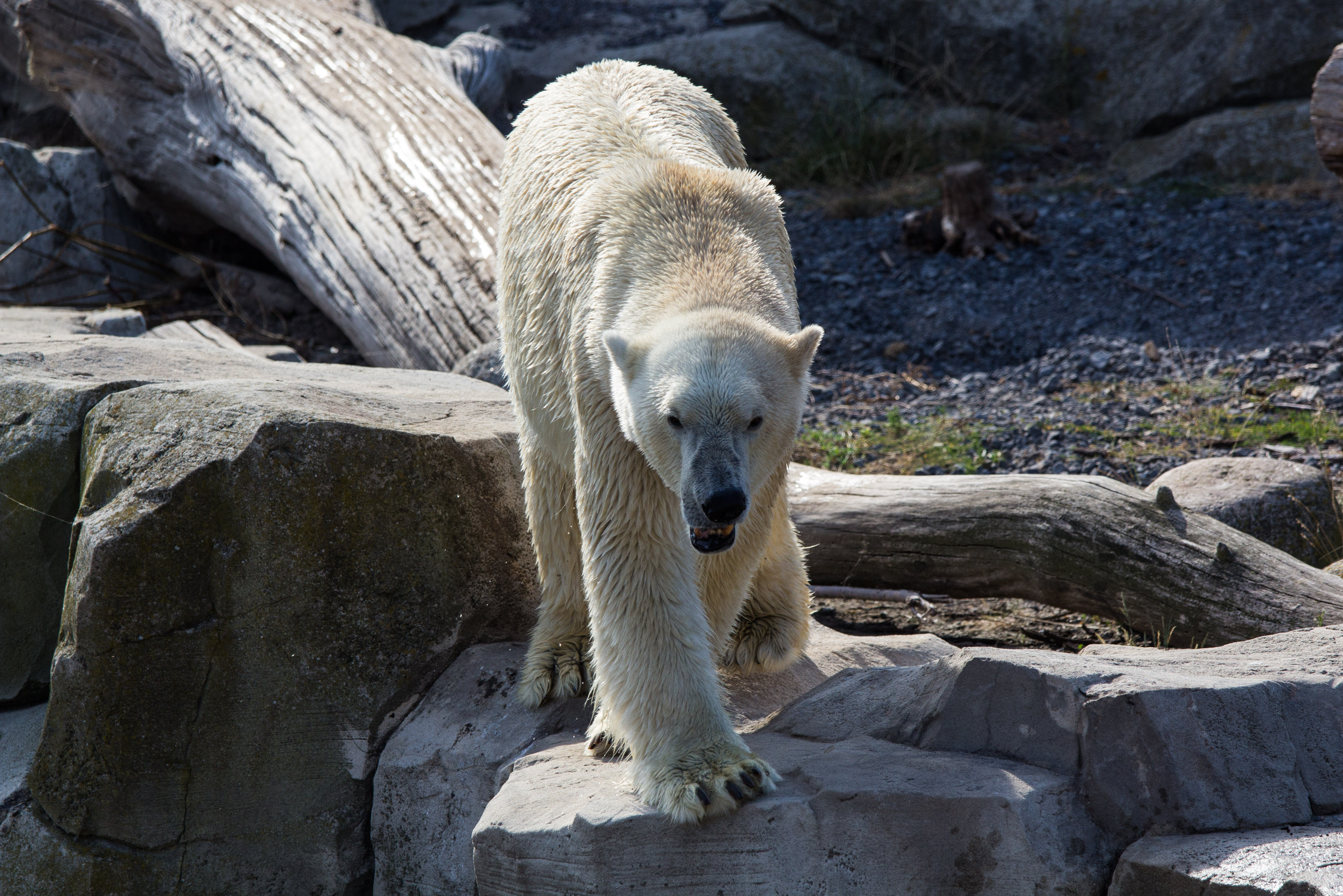 Lloyd - Brmerhaven 08/14