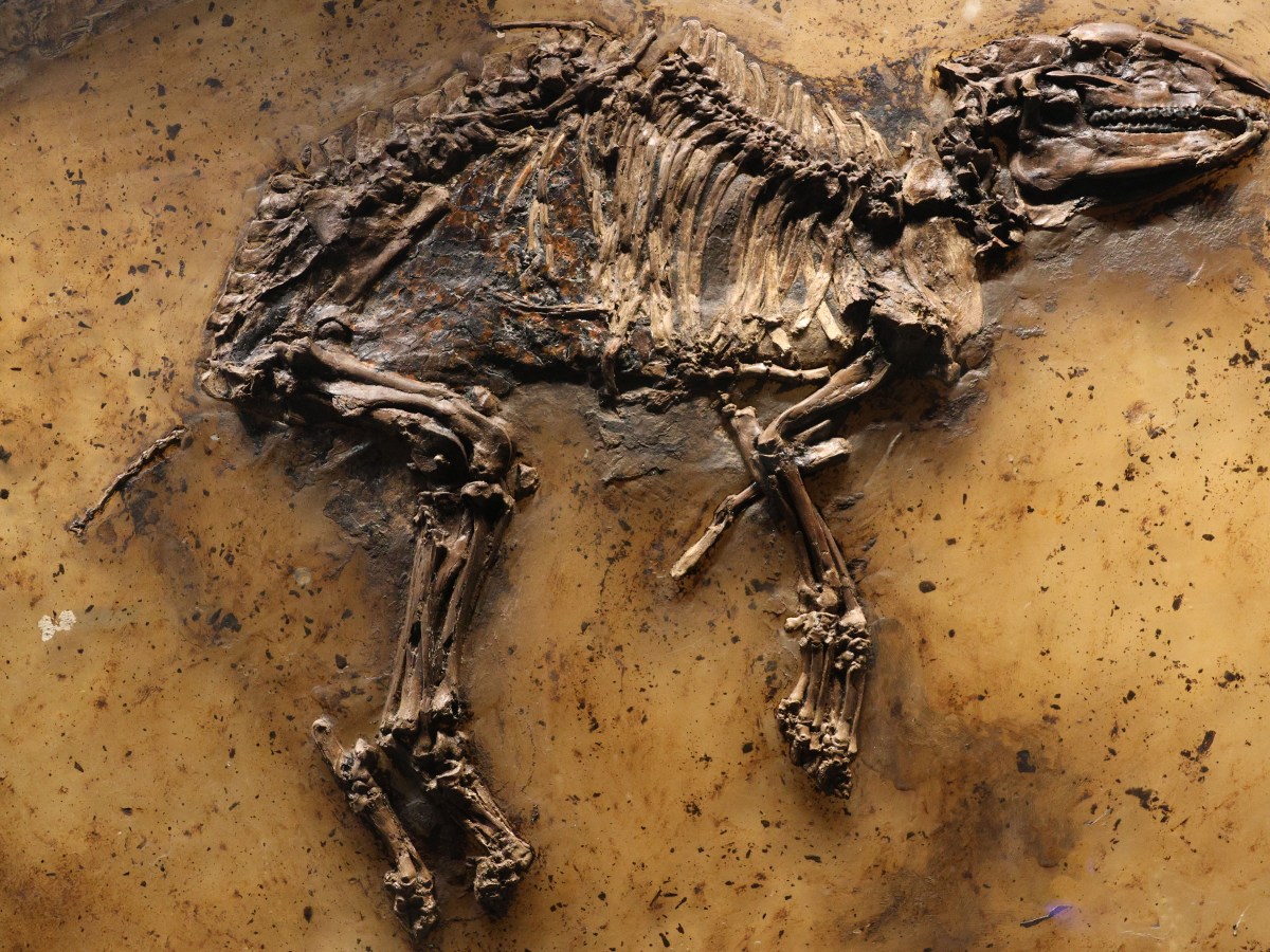 Säugetiere II +&nbsp;Zeittafel