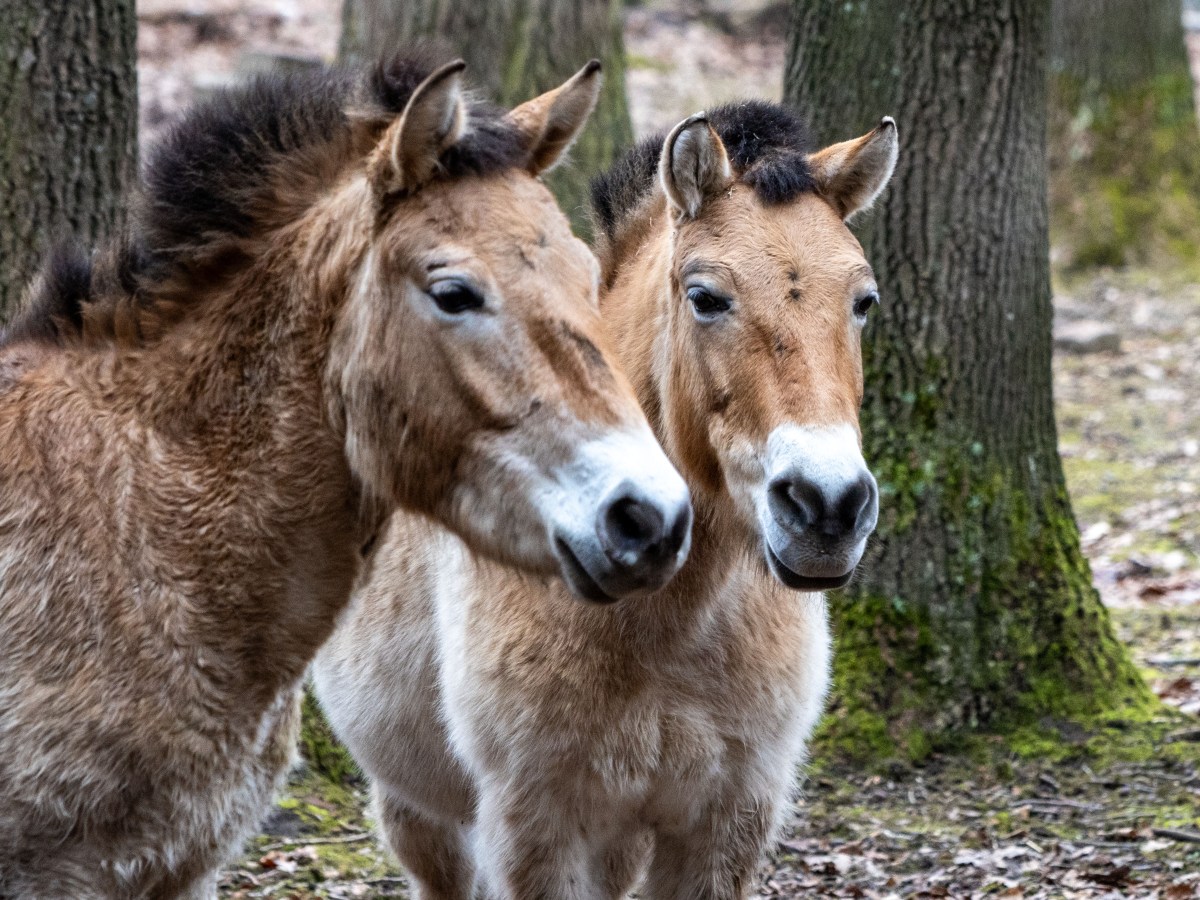 Przewalski Pferd / Tach(i) – Teil&nbsp;II