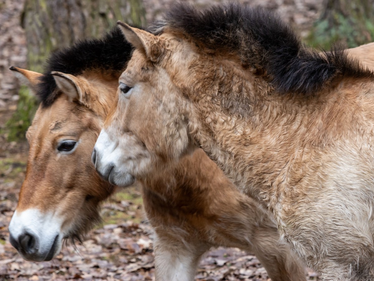 Przewalski-Pferd / Tach(i) – Teil&nbsp;I