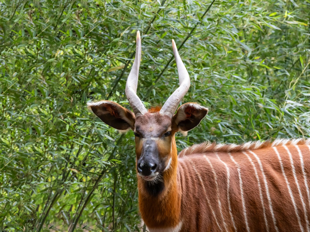 Bongo